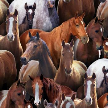 New Horses Farm Animals Fb. Black bei Elisabeths Studio